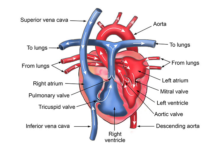 Heart Structure Diagram Labeled